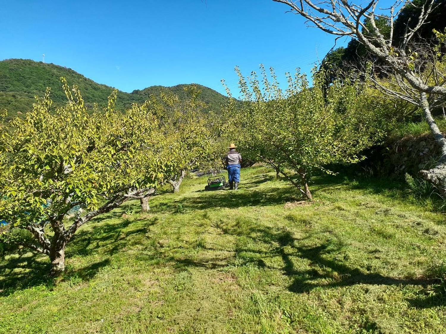 【竹原市】レクチャー後の管理者の操縦による梅林園の草刈りのようす｜施工事例
